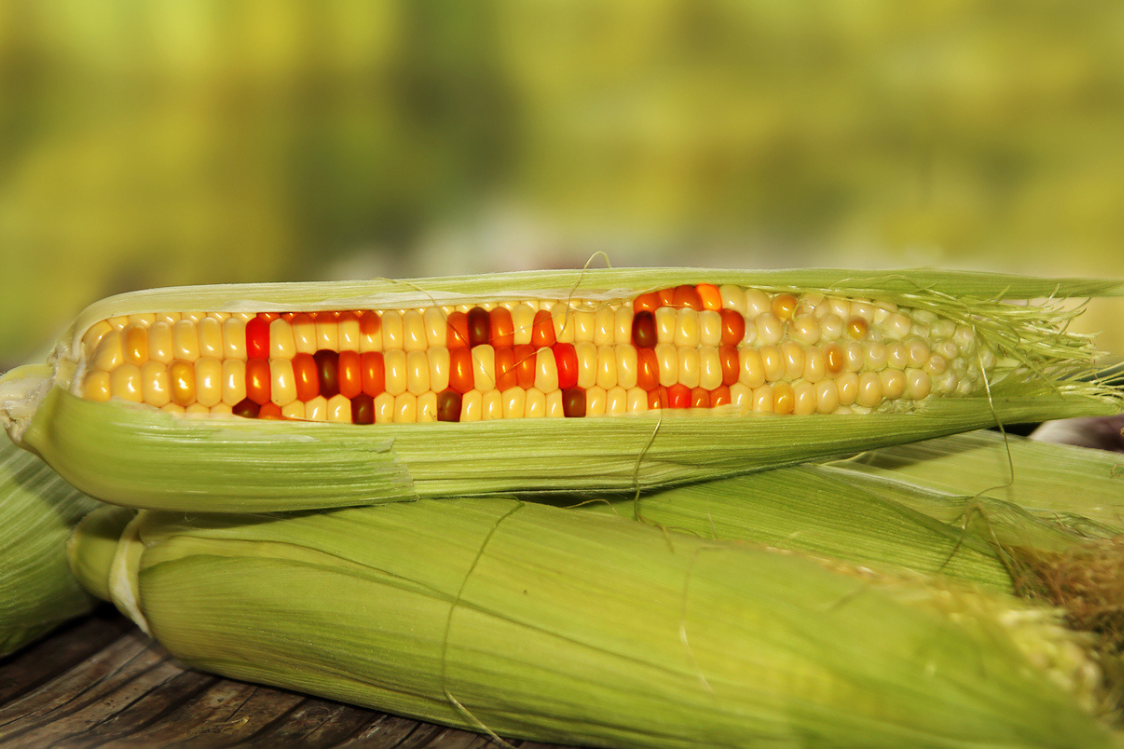 Piante Geneticamente Modificate