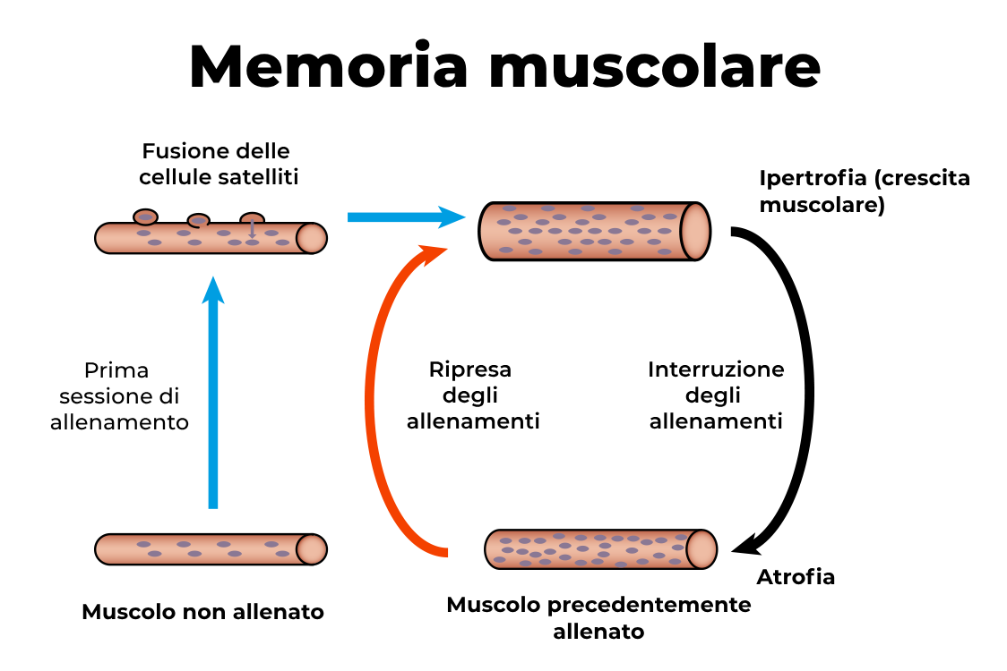 Memoria muscolare Memoria muscolare