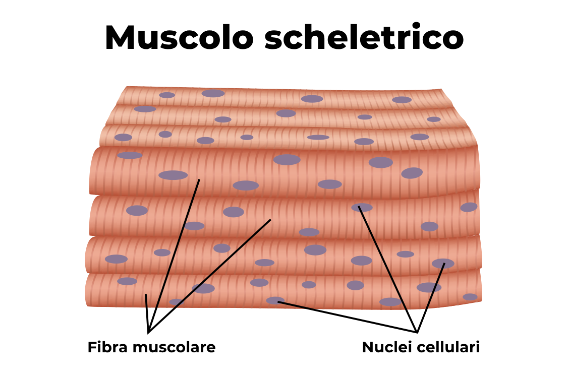Muscolo scheletrico Muscolo scheletrico