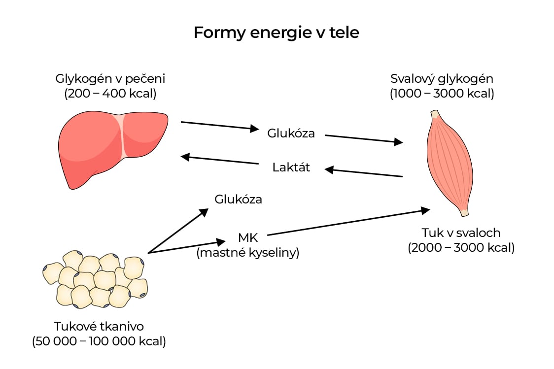 Formy energie v pečeni Formy energie v tele